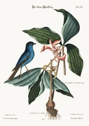Niebieska Linnet, 1749-73